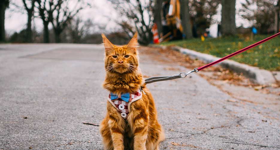 walking a cat on a lead