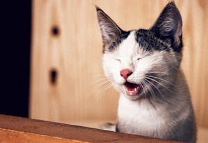 Why Does My Cat Eat Kitty Litter Gallant Why Does My Cat Eat Kitty Litter Gallant