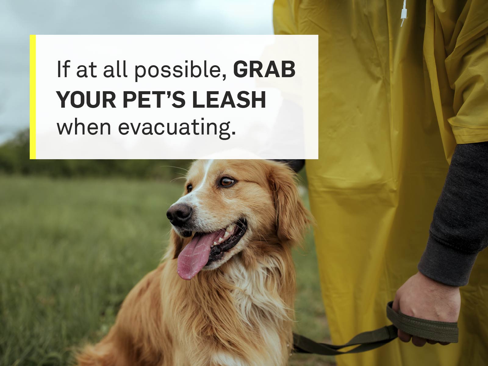 grab-leash