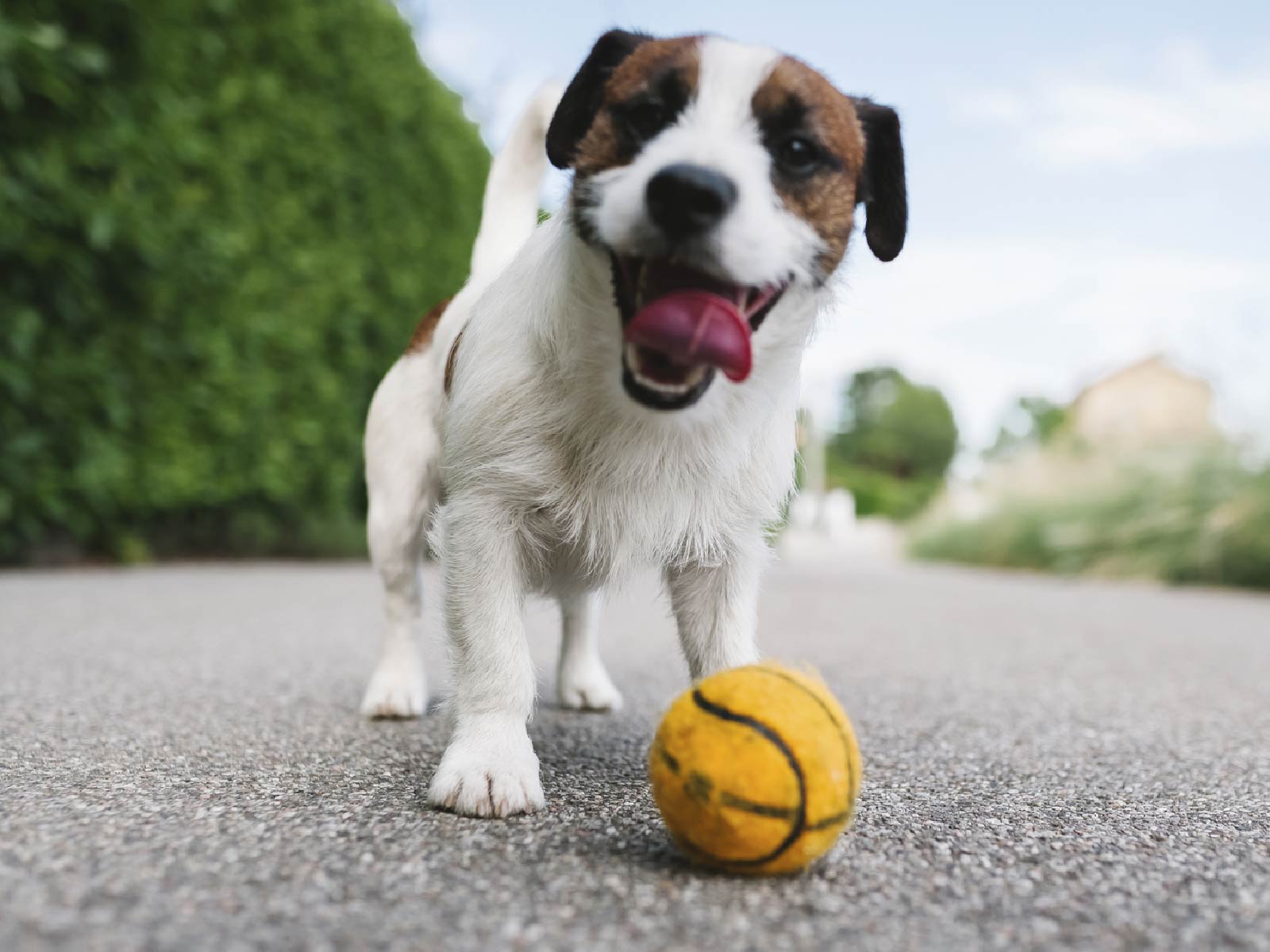 happy-dog-toy