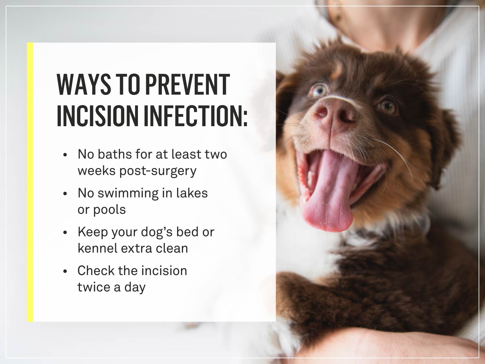 What Should A Spay Incision Look Like Everything You Need To Know Gallant