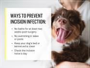 How Do I Clean My Dogs Neuter Incision