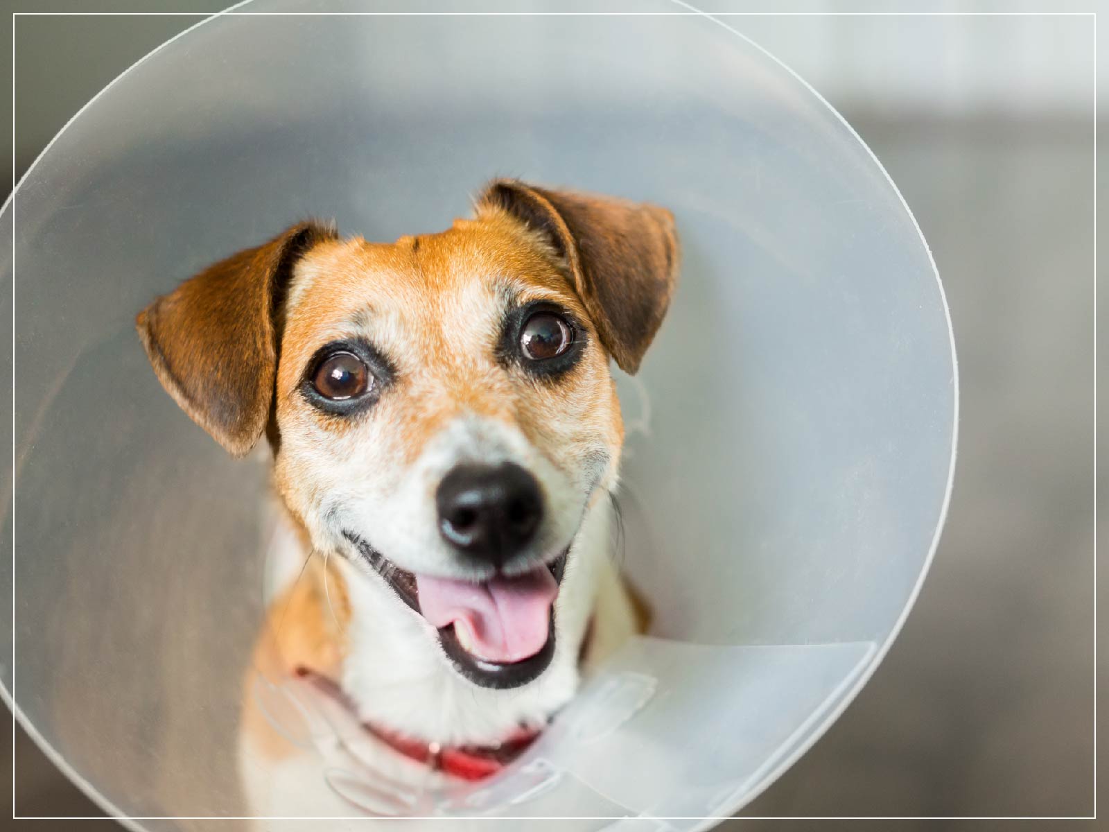 what's involved in spaying a dog