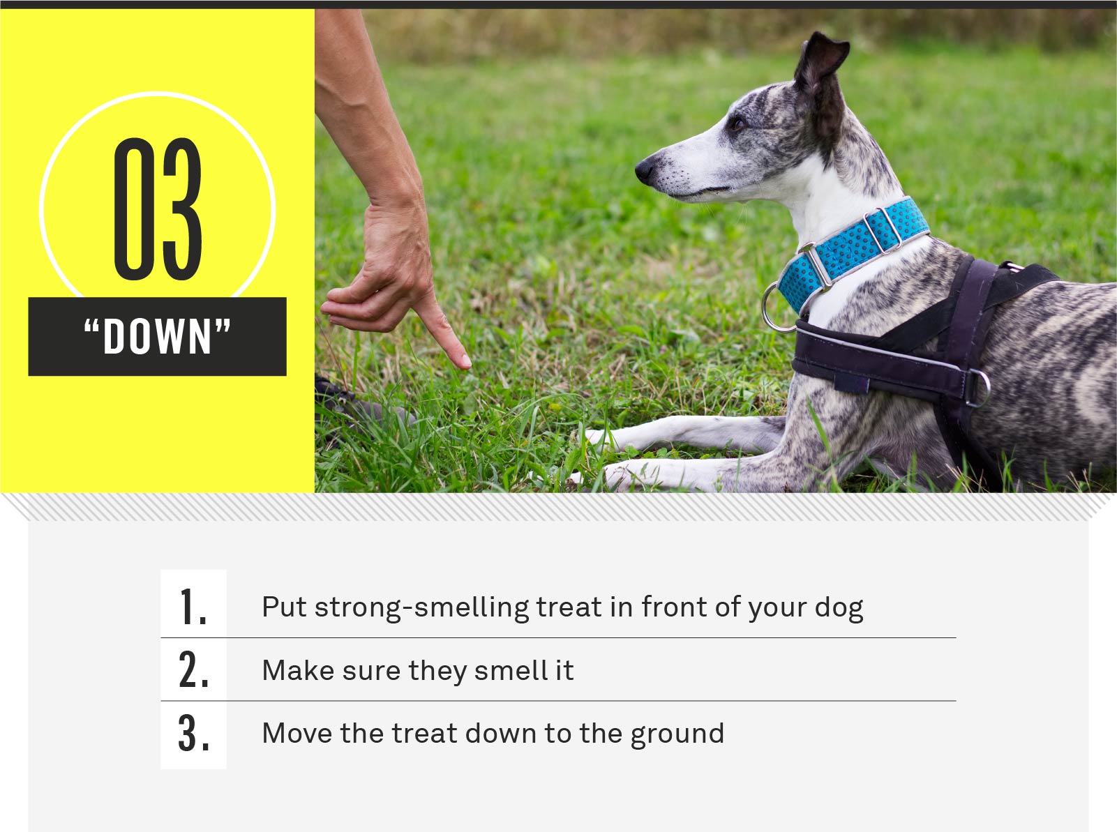 How Many Commands Can A Dog Learn?  