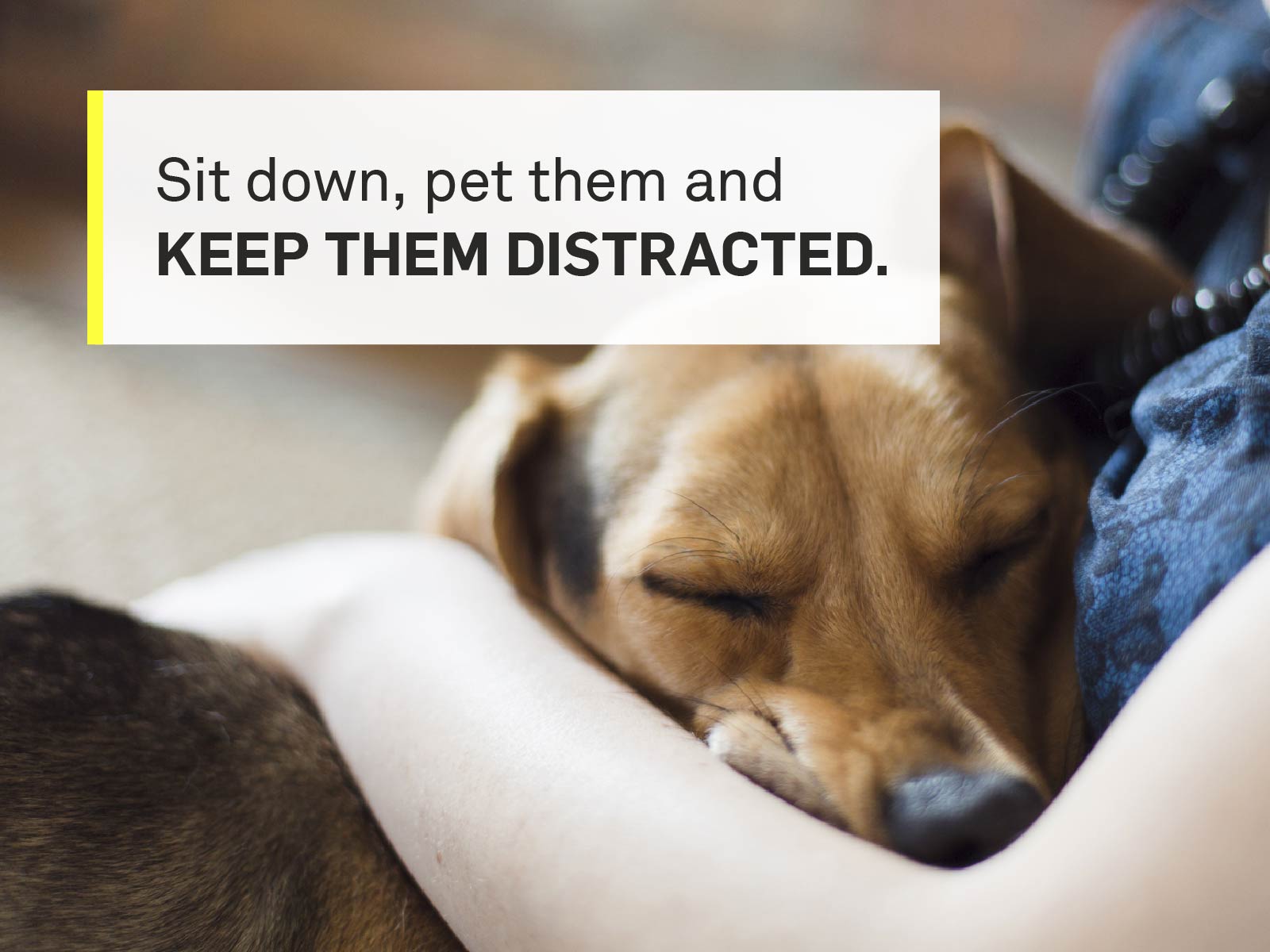 keep-them-distracted