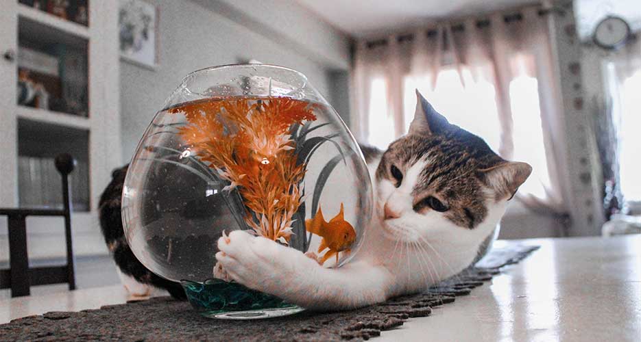 cat with fish