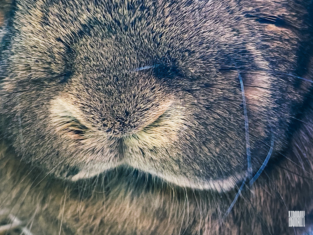 JosephEborall Macro-6