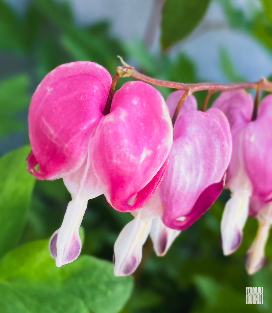 JosephEborall Macro-5