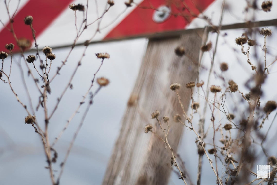 JosephEborall-Plantlife-20200517-8pm-E-7th-S-50.0mm-f-1.8-1125-NIKON-D3300