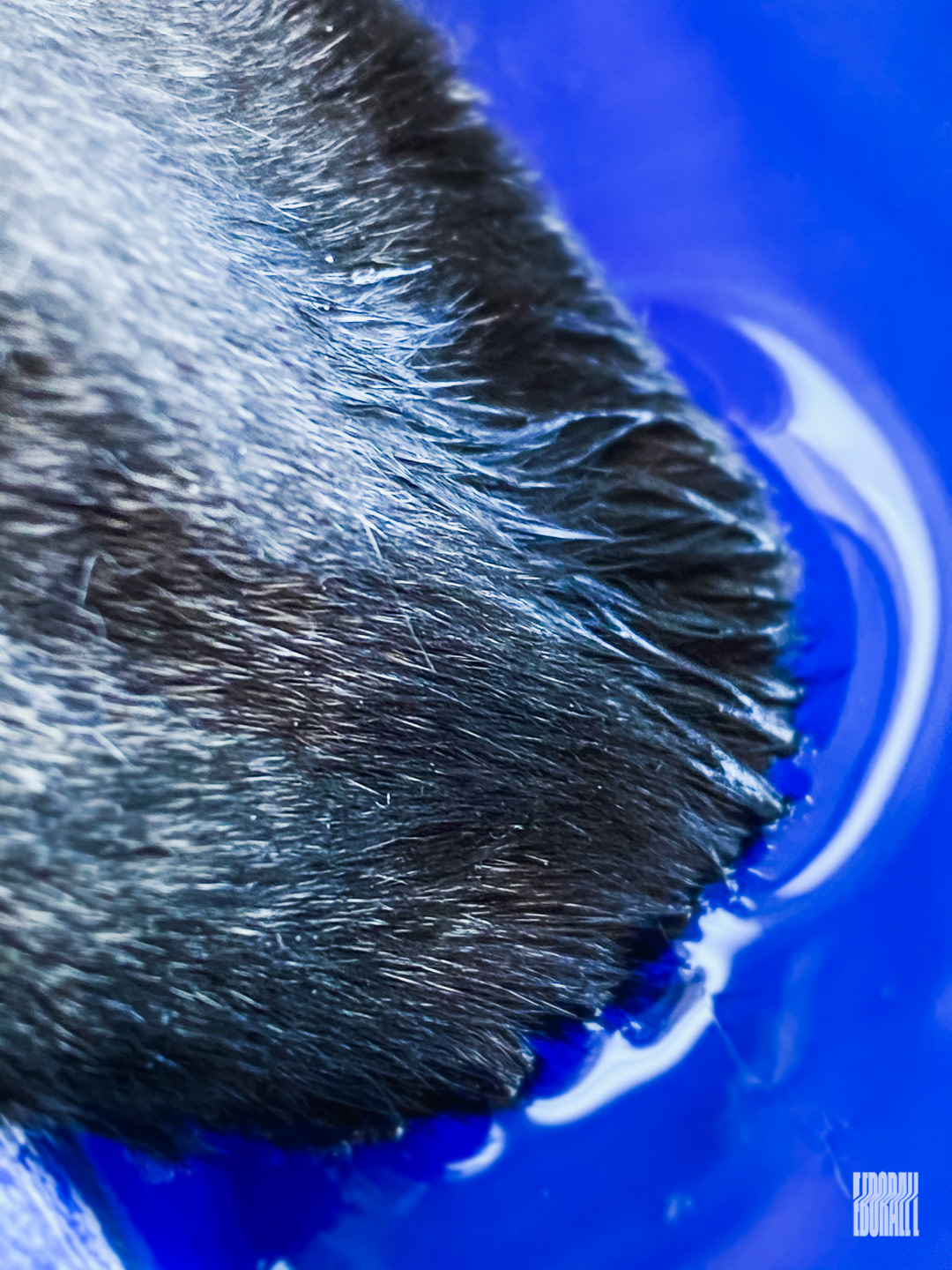 JosephEborall Macro-1