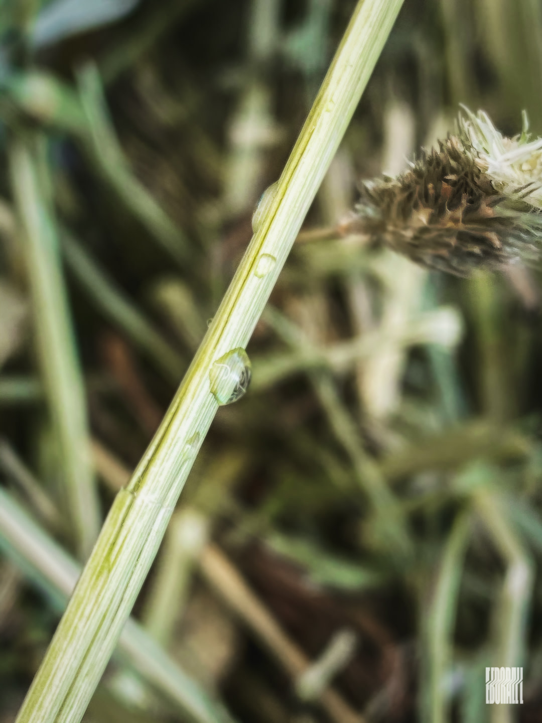 JosephEborall Macro-2