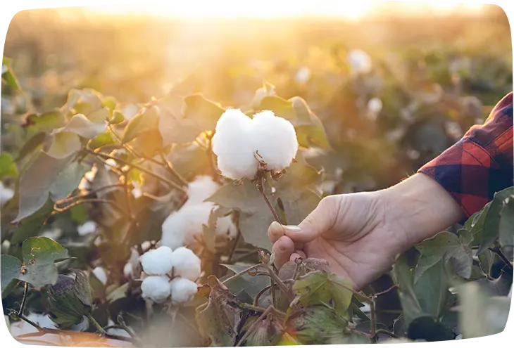 ¿Cómo debe verse una verdadera toalla femenina orgánica?