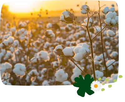  Procesamiento del algodón orgánico vs algodón convencional SP