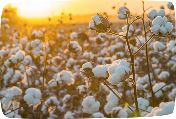 ¿Cómo se tratan los cultivos de algodón orgánico, en comparación con los cultivos de algodón convencionales? 