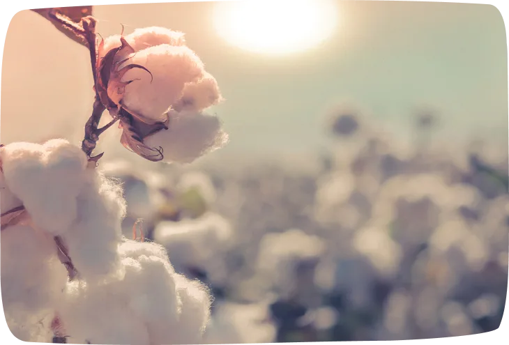 ¿Conoces la diferencia entre el algodón 100% orgánico y Otro “algodón”?