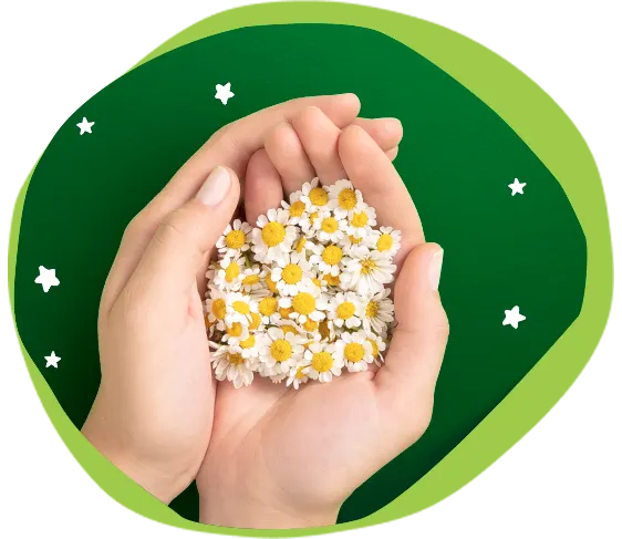 Nuevo aroma, libre de alérgenos light bg green