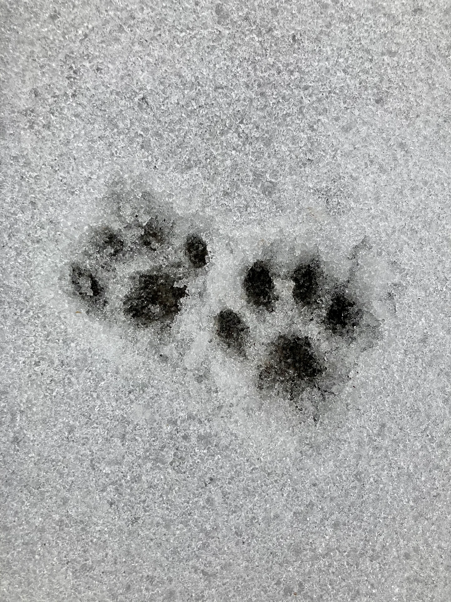 Hunde Spuren im Schnee