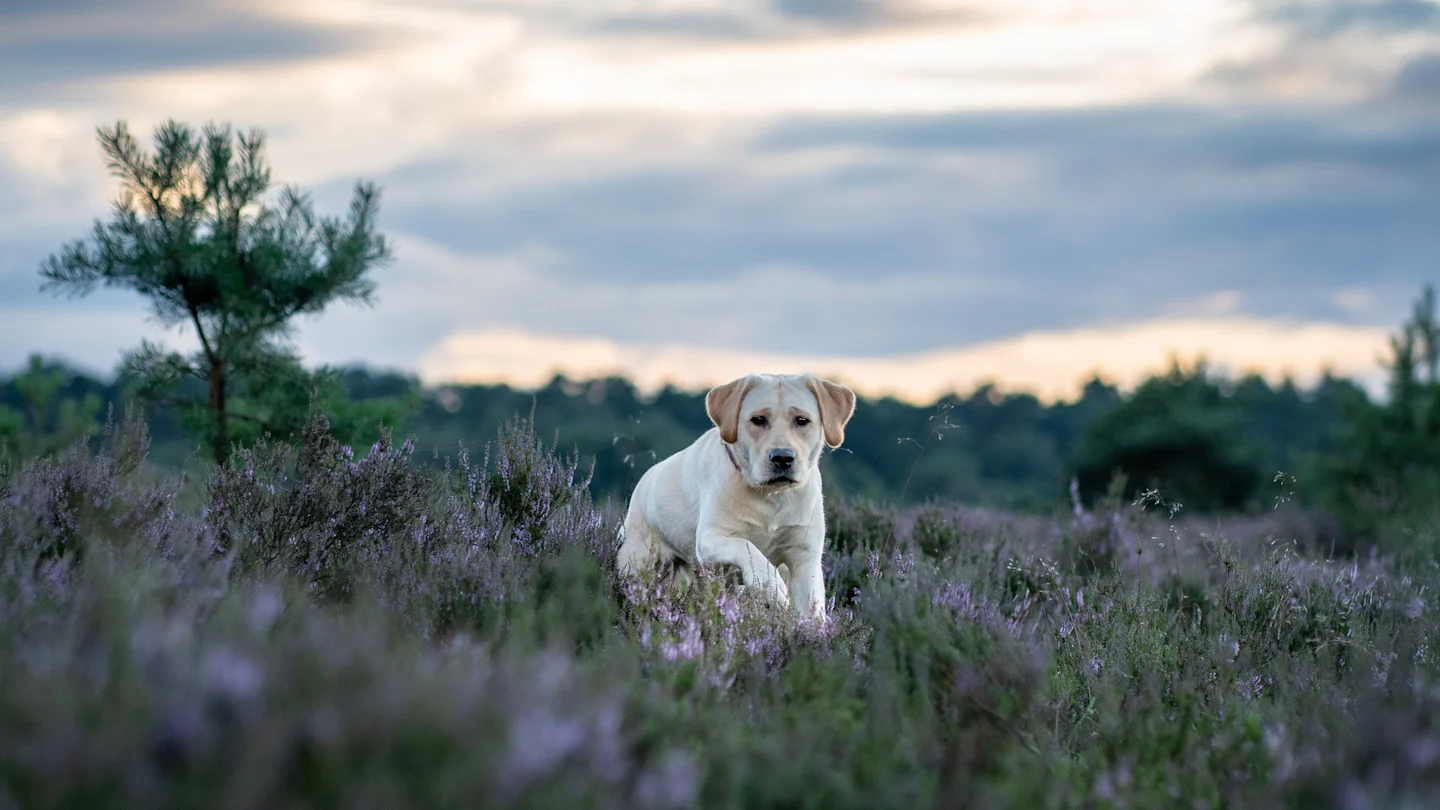 Hund in Heide