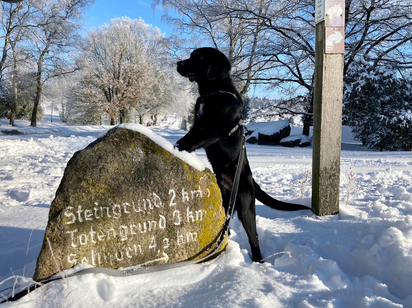 Urlaub mit Hund - Henri Wegweiserstein