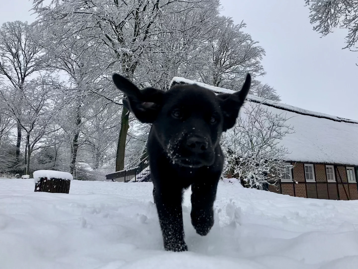 Henri im Schnee
