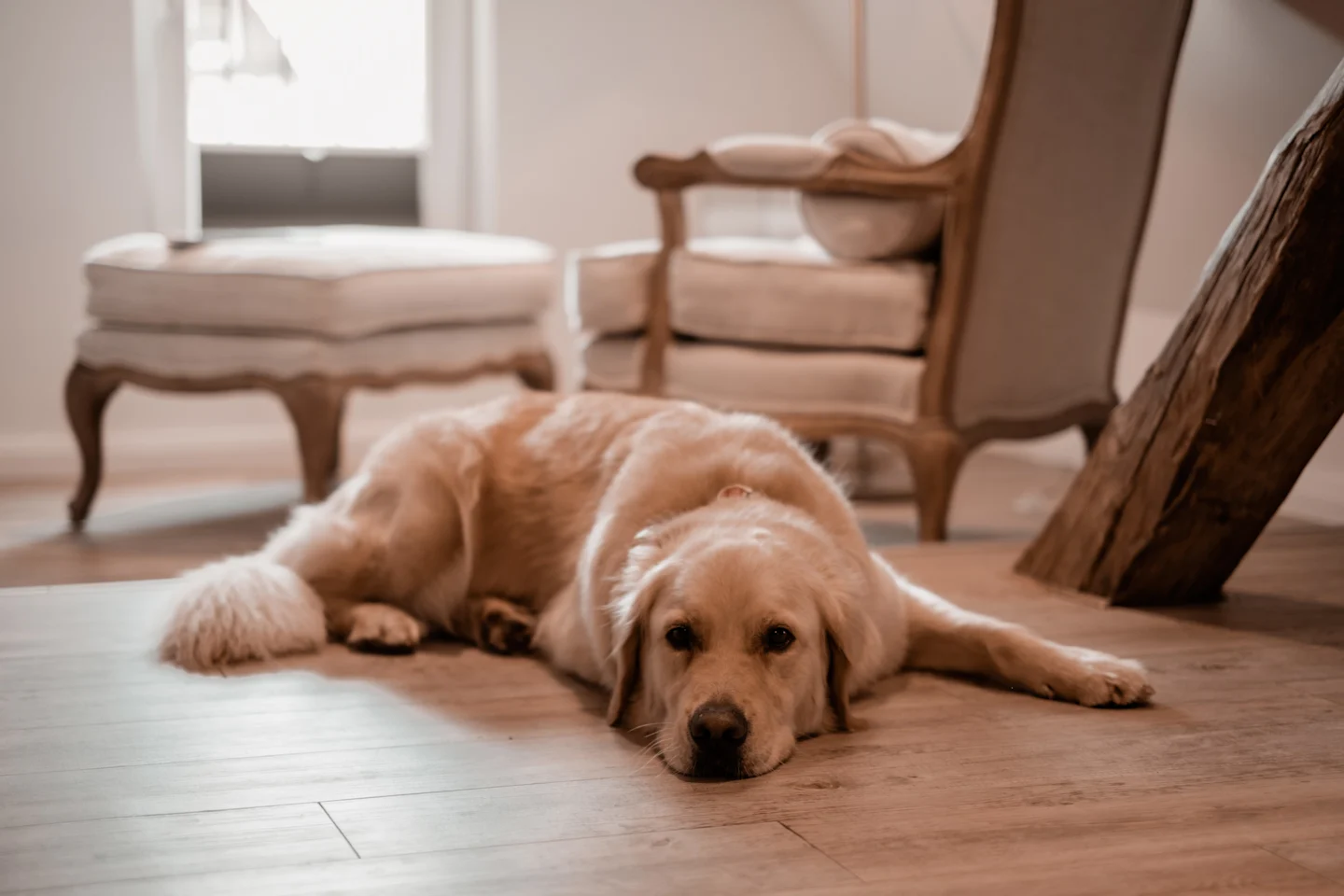 Hund im Zimmer Socke