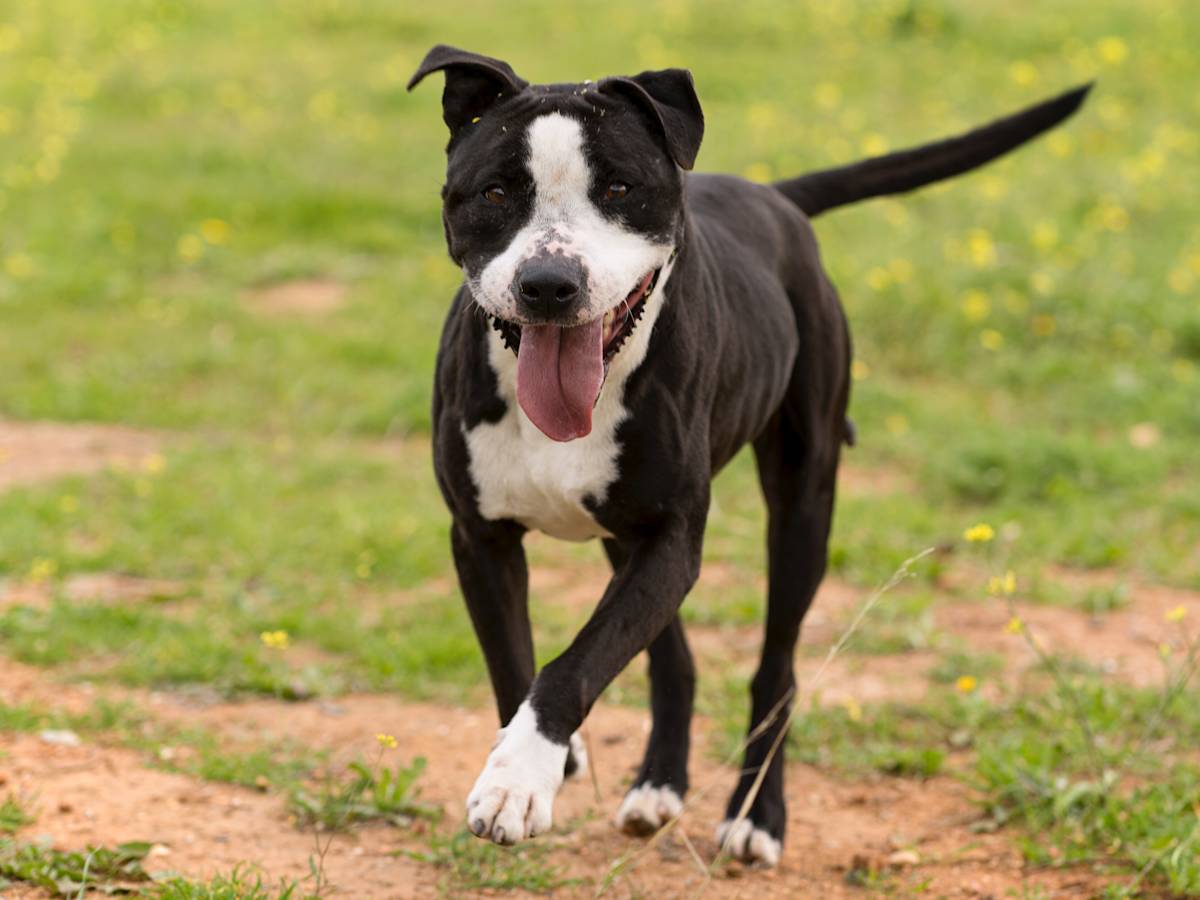 Bipo - 23282 Bipo - 23282