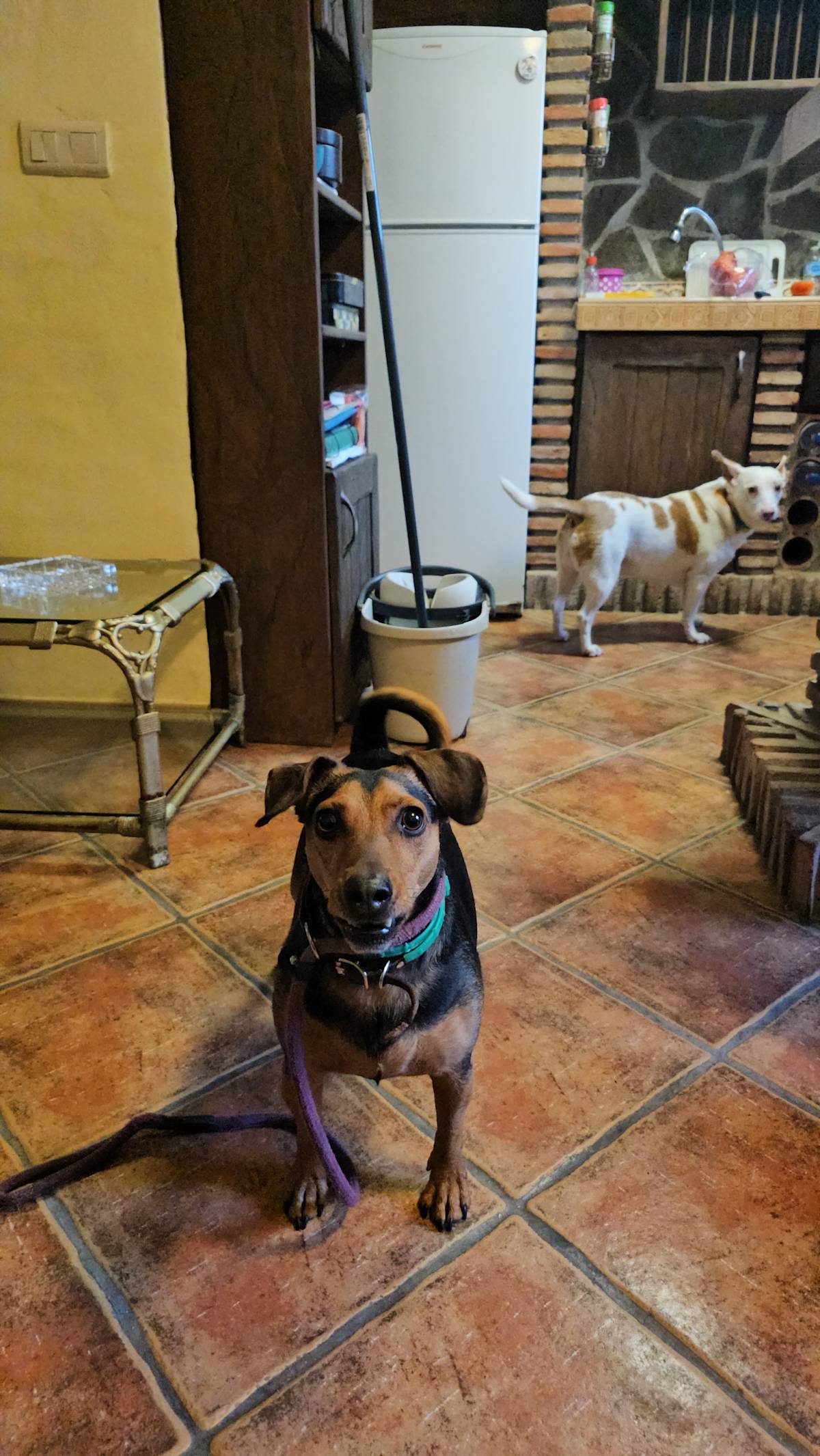 Peanut - 28731 Peanut - 28731