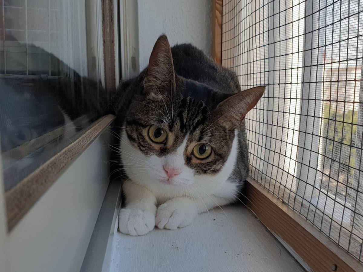 Sora - G1450 Sora - G1450