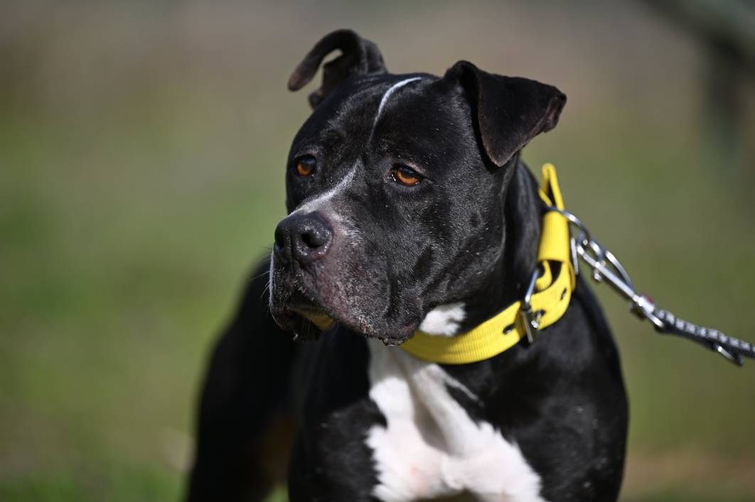 Narcos - 24650 Narcos - 24650