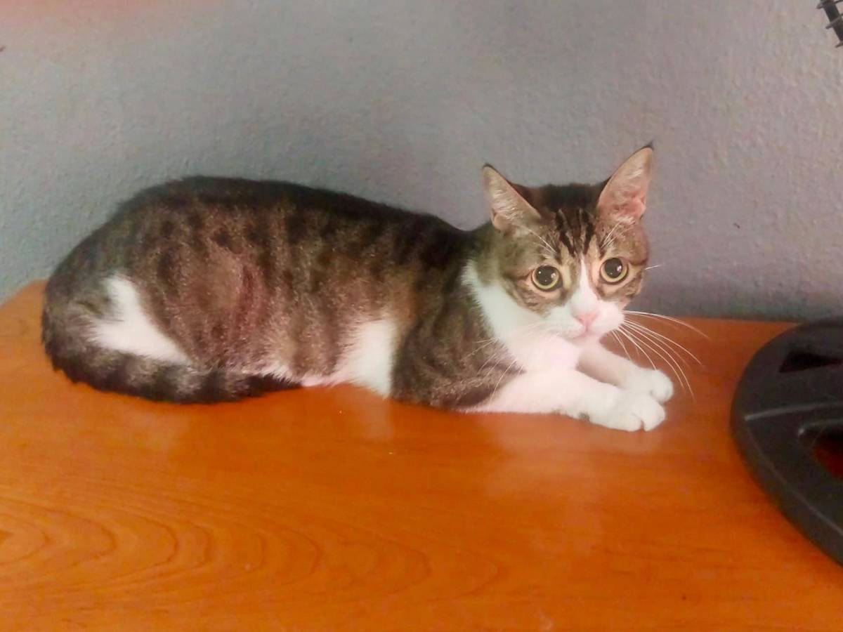 Sora - G1450 Sora - G1450