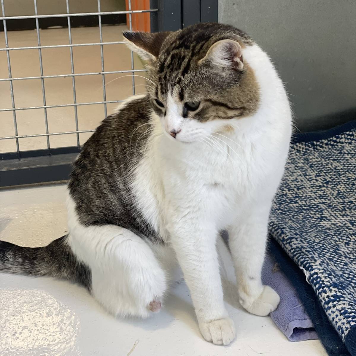 Beany - G30357 Beany - G30357