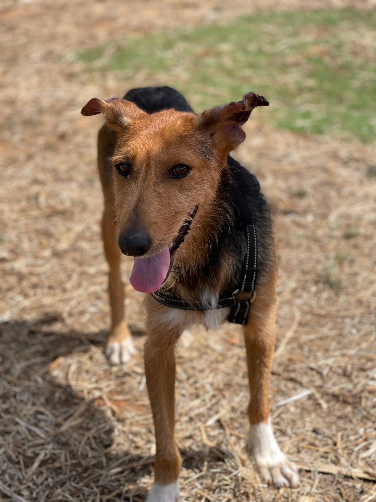 Fritzi - 31265 Fritzi - 31265