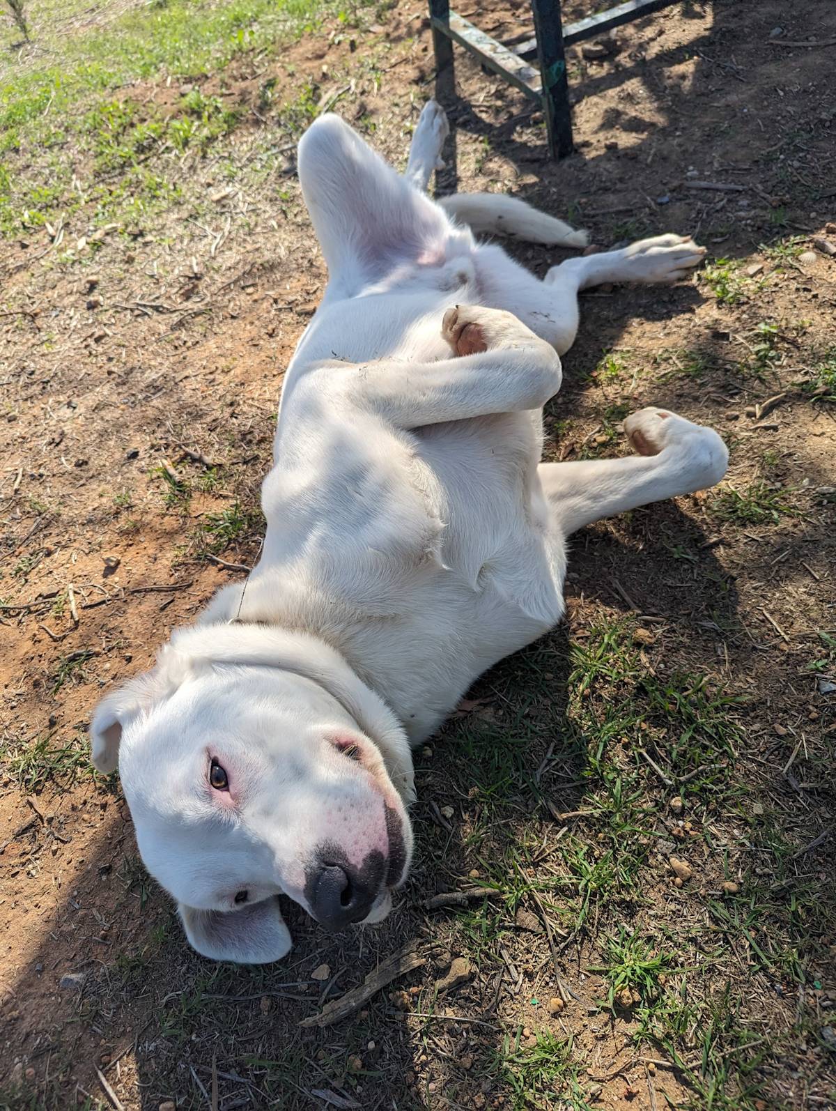 Wilson - 29753 Wilson - 29753