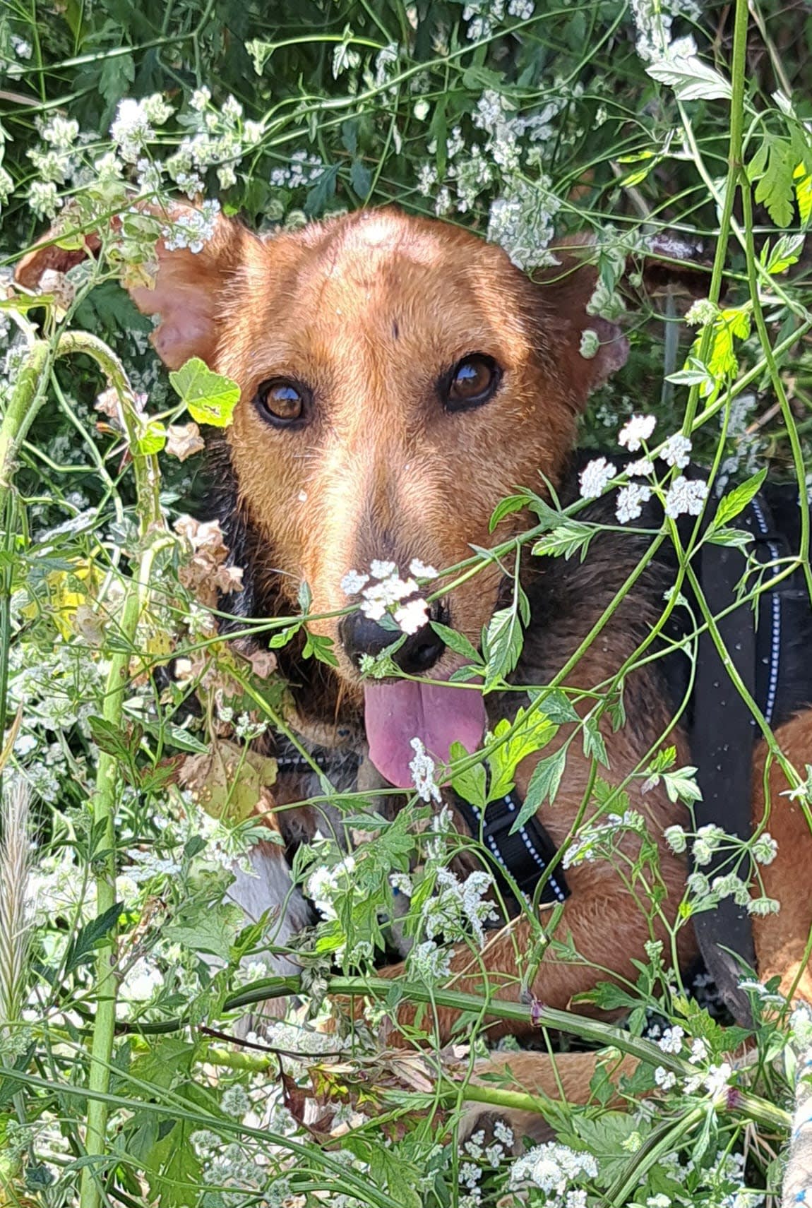 Fritzi - 31265 Fritzi - 31265