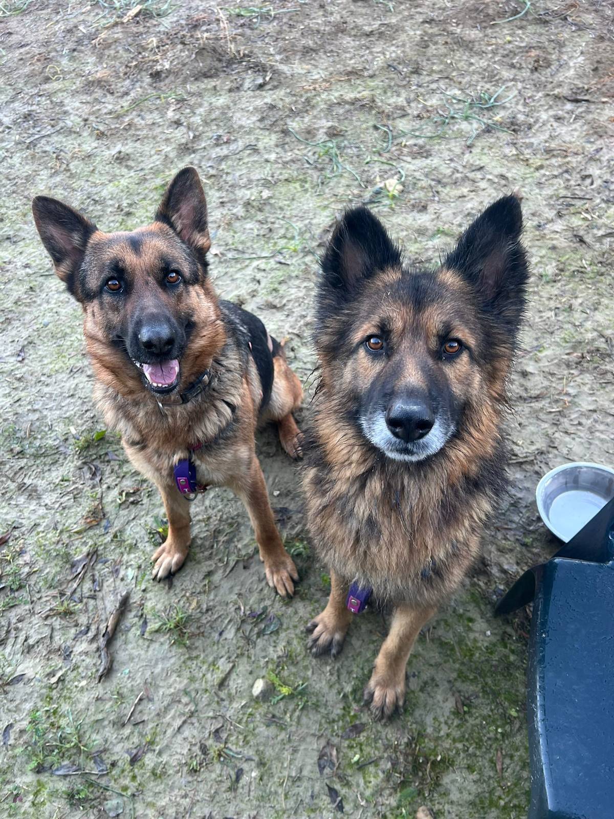 Lucky - 30682 Lucky - 30682