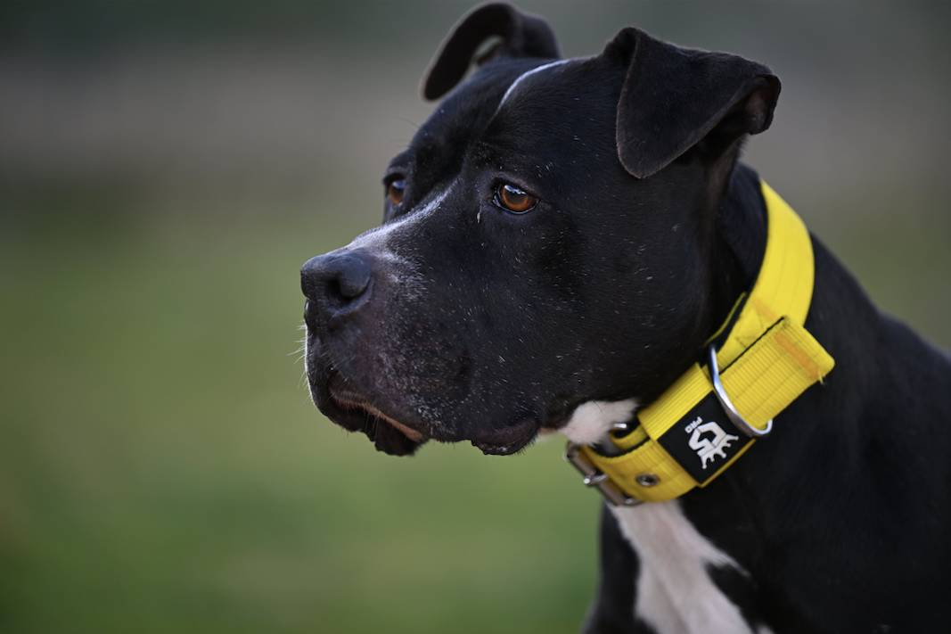 Narcos - 24650 Narcos - 24650