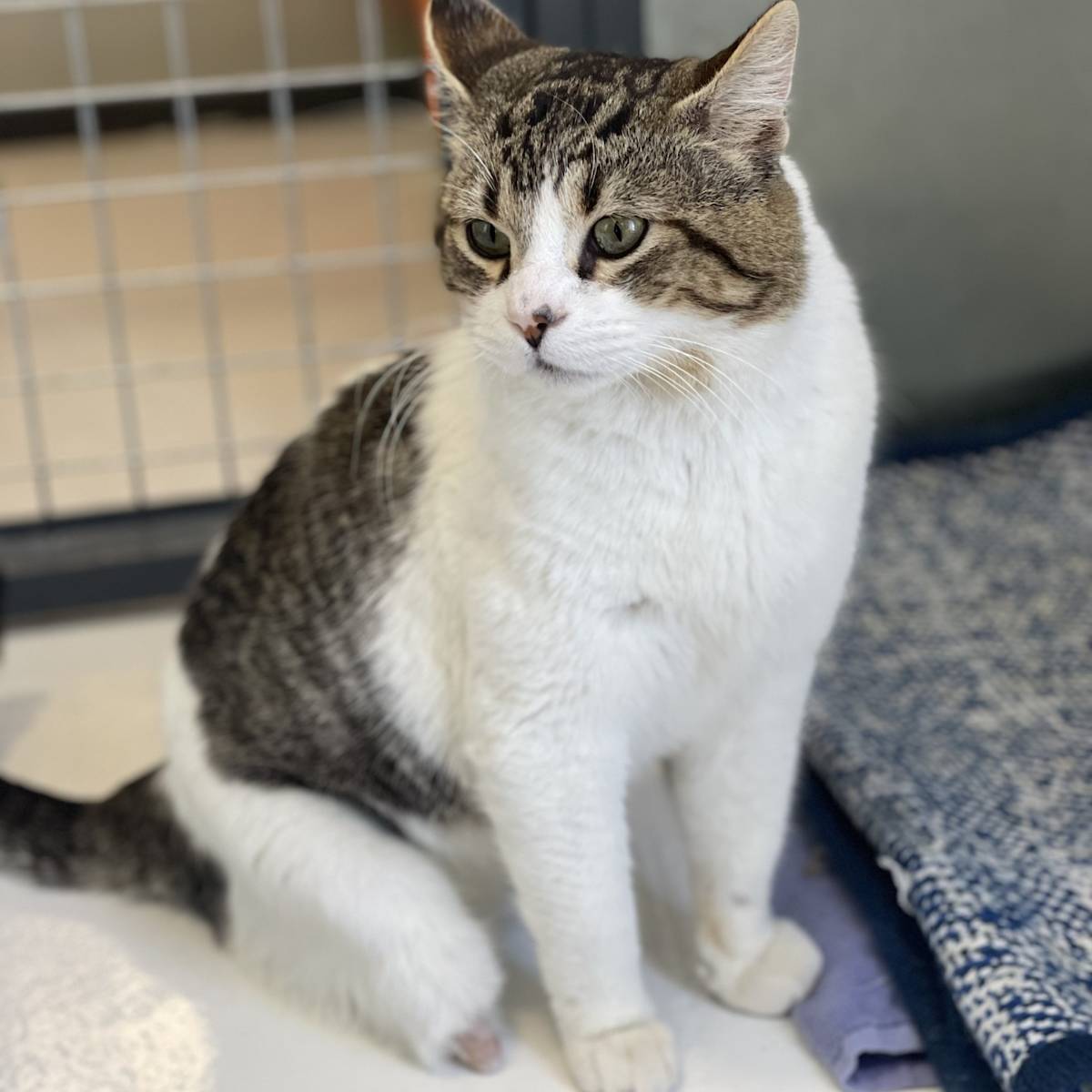 Beany - G30357 Beany - G30357