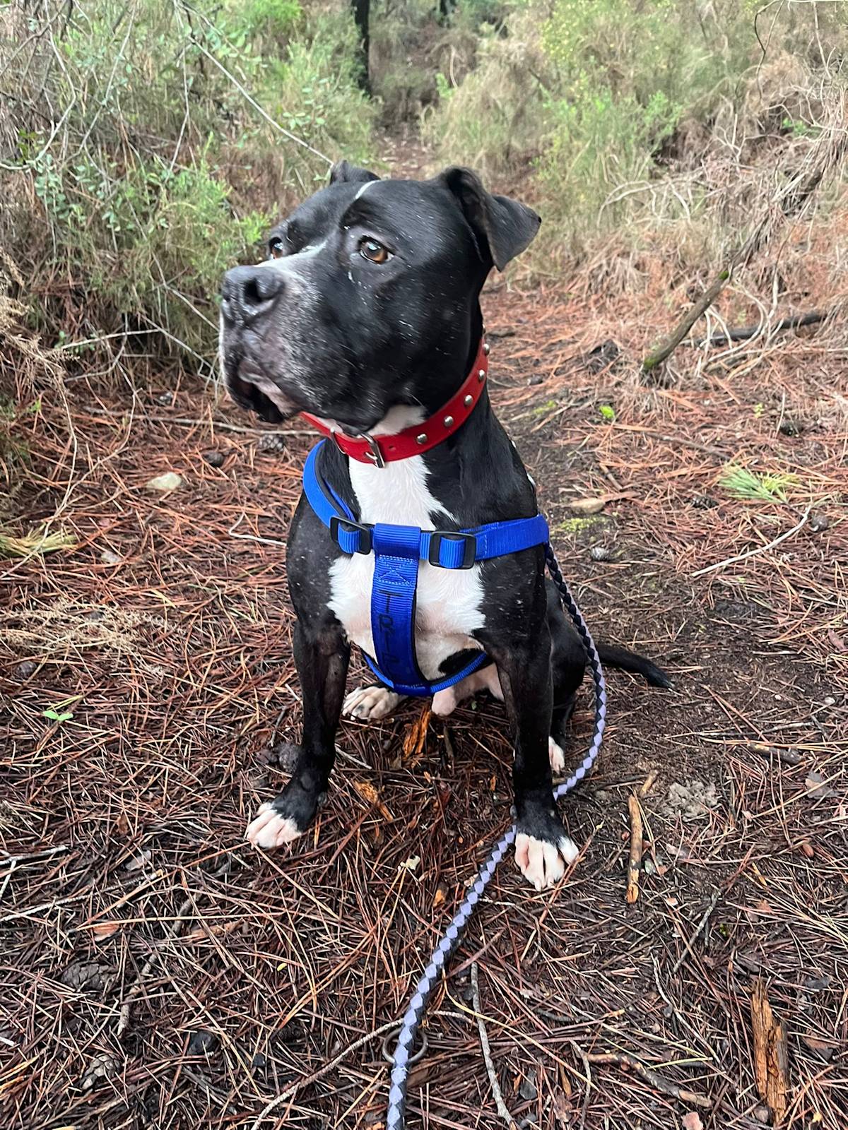 Narcos - 24650 Narcos - 24650