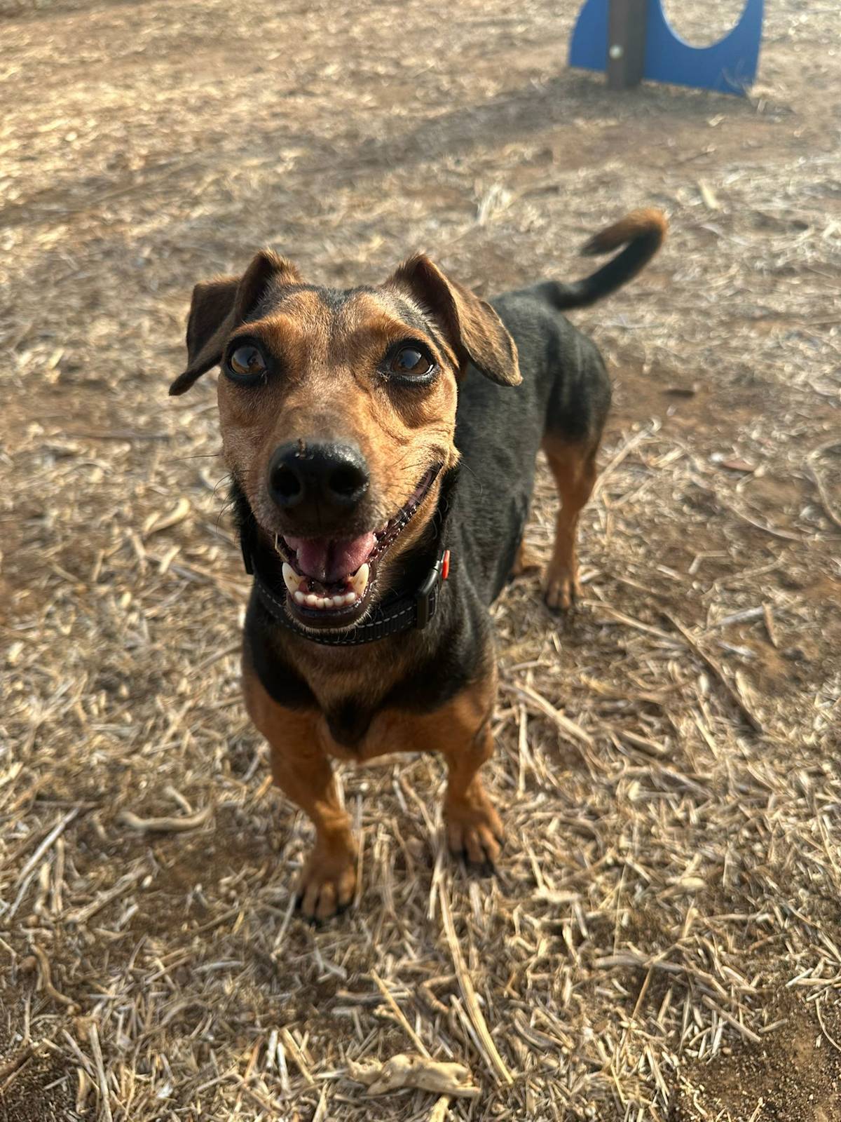 Peanut - 28731 Peanut - 28731