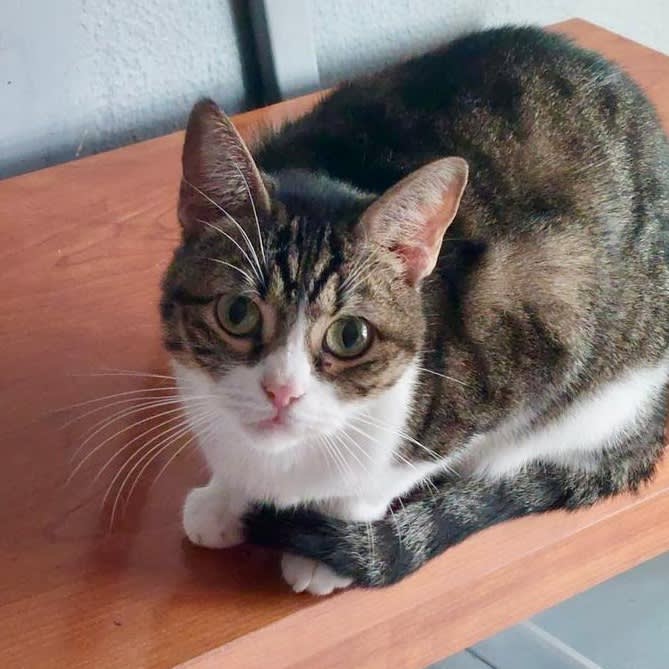 Sora - G1450 Sora - G1450