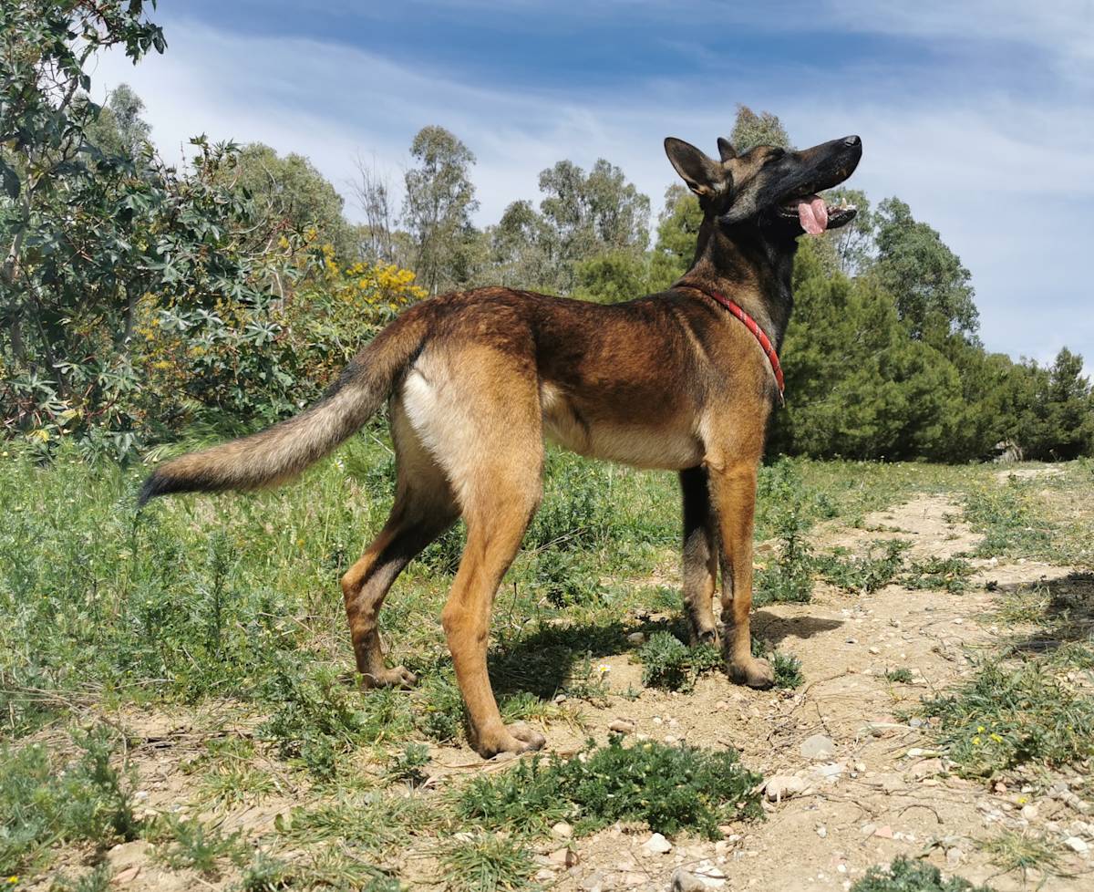 Bruce - 29206 Bruce - 29206