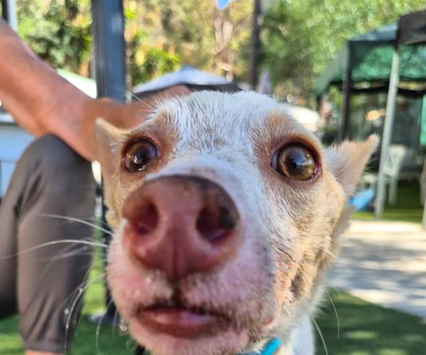 Paco Paco