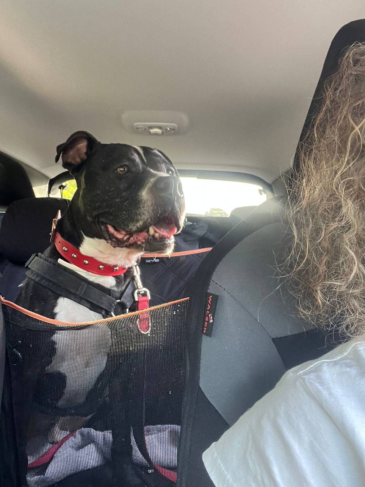 Narcos - 24650 Narcos - 24650