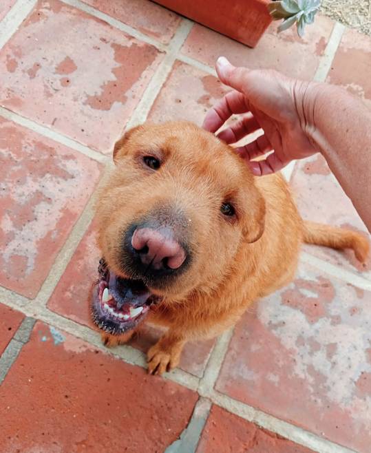 Gingie - 29028A Gingie - 29028A