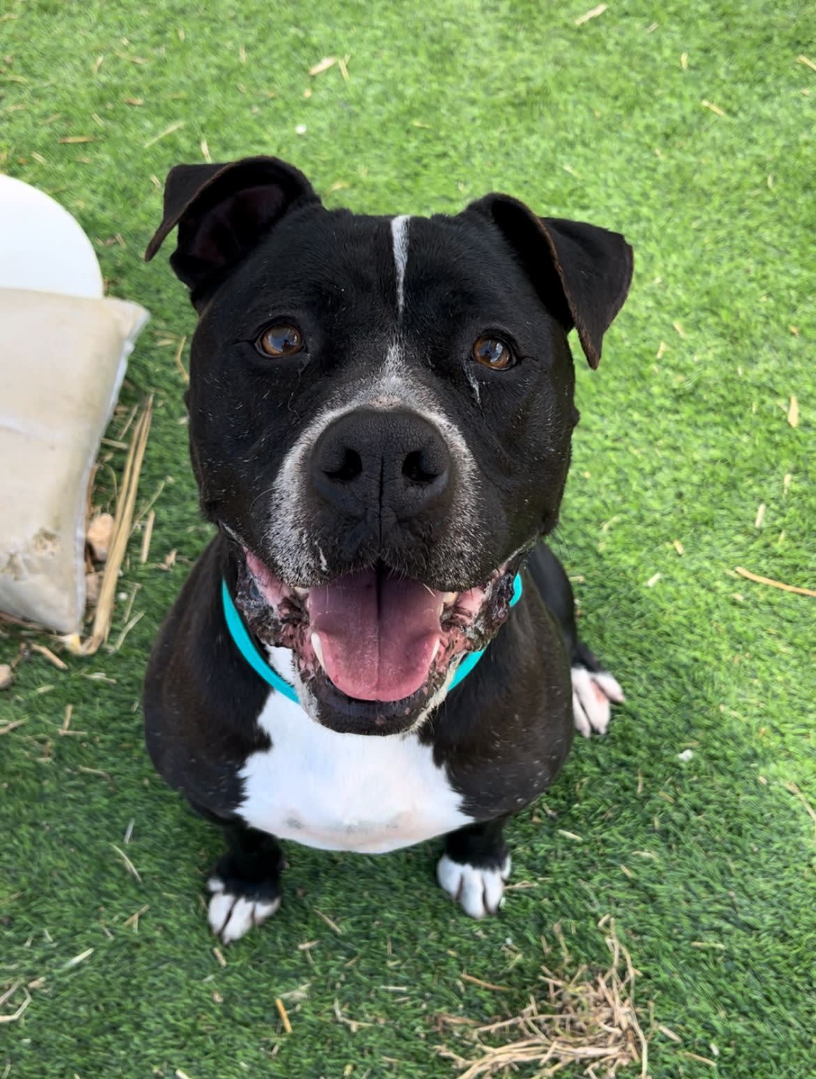 Narcos - 24650 Narcos - 24650