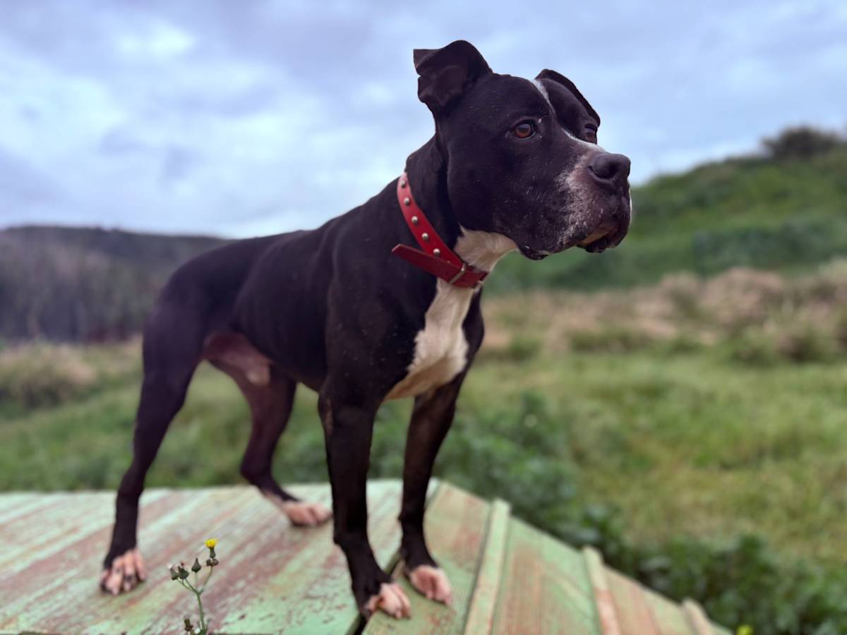 Narcos - 24650 Narcos - 24650