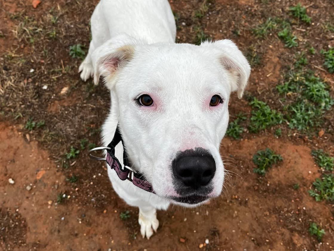 Wilson - 29753 Wilson - 29753