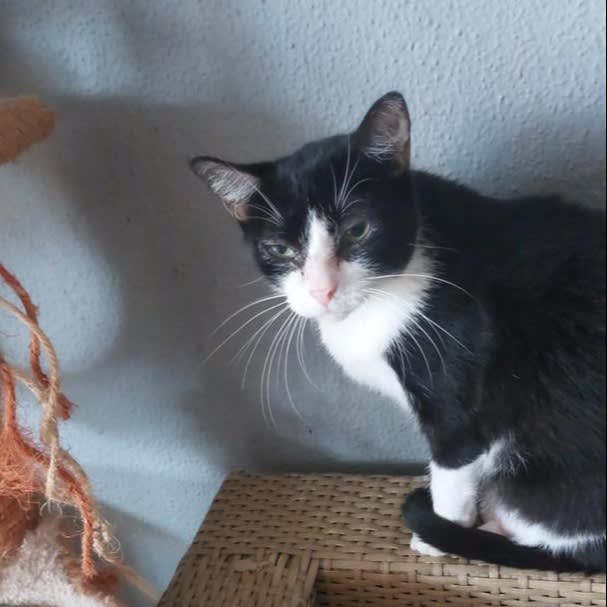 Olimpia - G1057 Olimpia - G1057