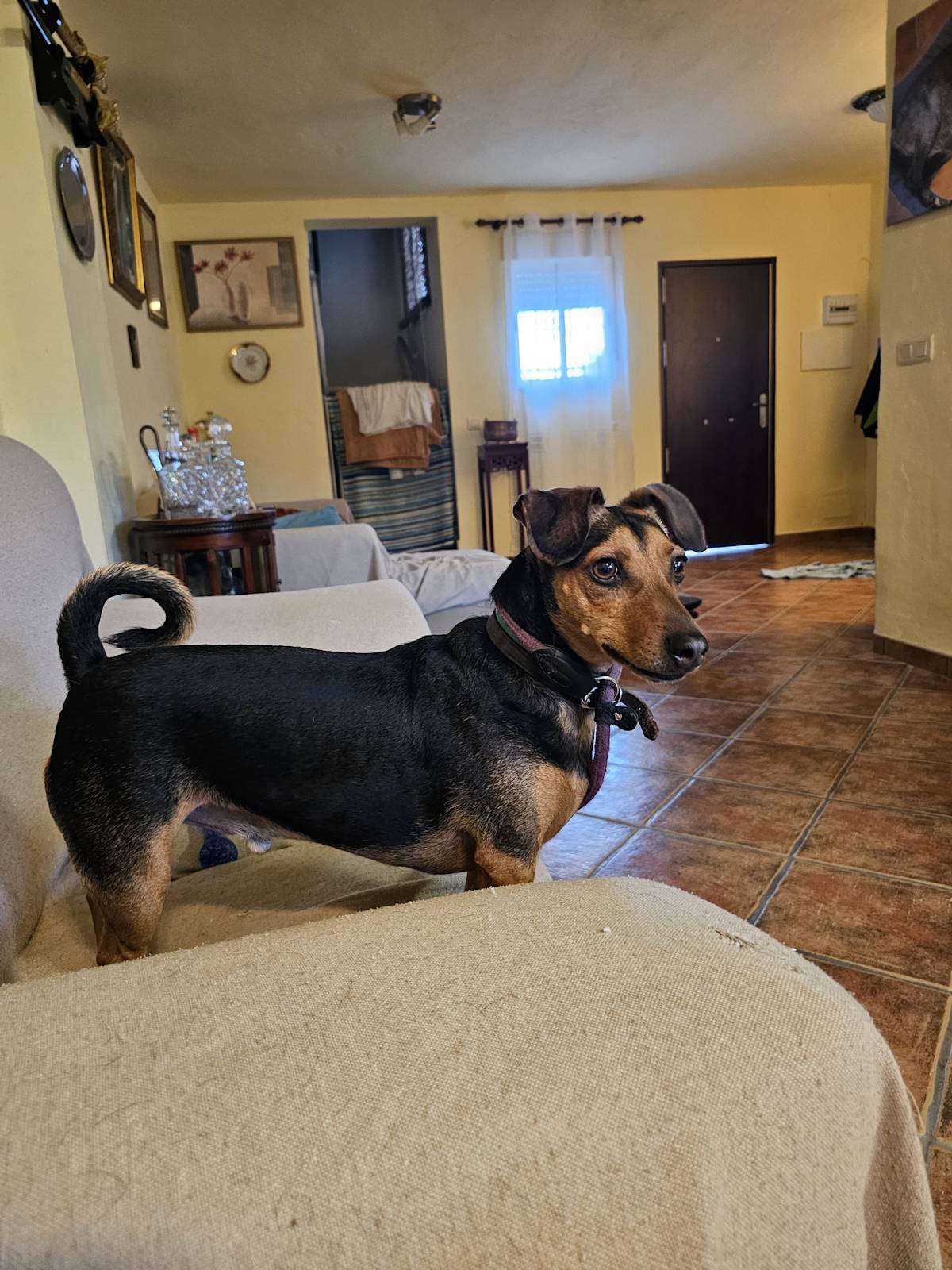 Peanut - 28731 Peanut - 28731