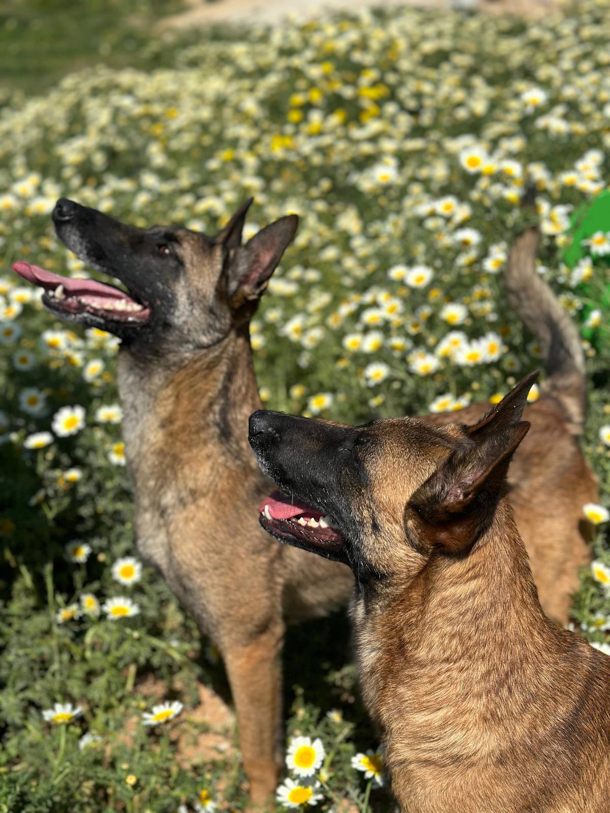 Bruce - 29206 Bruce - 29206